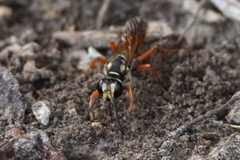 Sphex dorsalis