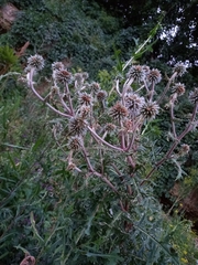 Echinops sphaerocephalus
