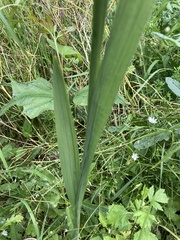 Gladiolus imbricatus