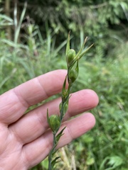 Gladiolus imbricatus