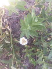 Calochortus subalpinus