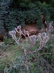 Echinops sphaerocephalus