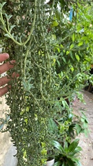 Dendrophorbium peregrinum
