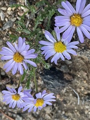 Erigeron pinnatisectus