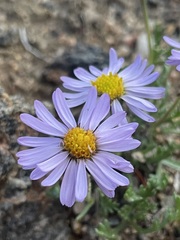 Erigeron pinnatisectus