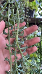 Dendrophorbium peregrinum