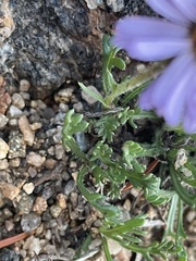 Erigeron pinnatisectus