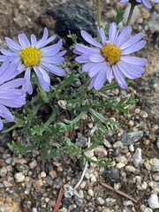 Erigeron pinnatisectus