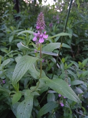 Stachys palustris