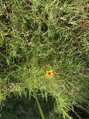 Thelesperma filifolium