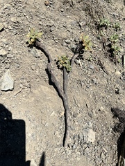 Matted Buckwheat (Eriogonum pyrolifolium)