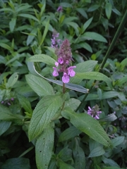 Stachys palustris