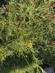 Thelesperma filifolium