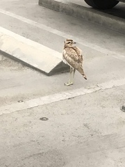 Burhinus superciliaris