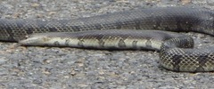 Lampropeltis
