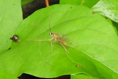 Mesostenus thoracicus