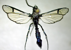 Synanthedon pictipes