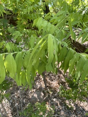 Sapindus drummondii