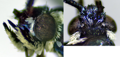 Synanthedon pictipes
