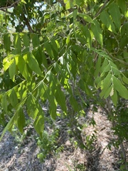 Sapindus drummondii