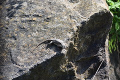 Sceloporus undulatus