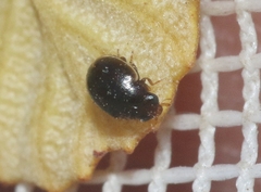 Hyperaspis dissoluta