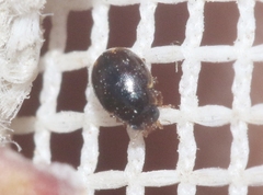 Hyperaspis dissoluta