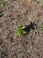 Solanum dimidiatum