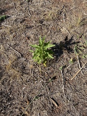 Solanum dimidiatum
