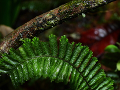 Trichomanes cristatum