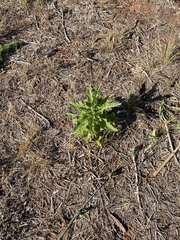 Solanum dimidiatum