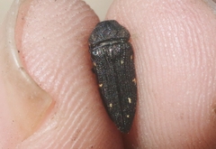 Acmaeodera dolorosa