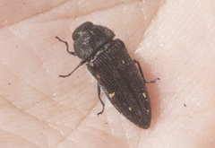 Acmaeodera dolorosa