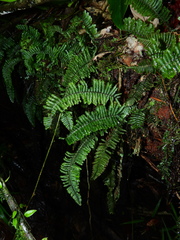 Trichomanes cristatum