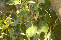 Phoradendron pteroneuron