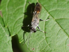 Crabronidae