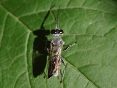 Crabronidae