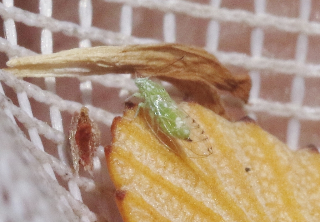 Trioza viridis