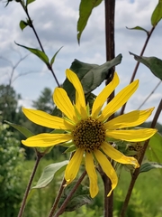 Helianthus resinosus