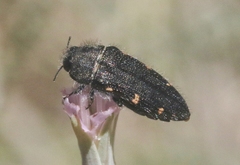 Acmaeodera dolorosa