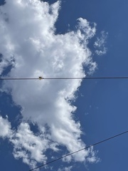 Libellula saturata