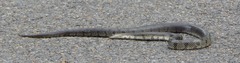 Lampropeltis