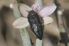 Acmaeodera dolorosa