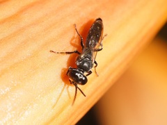 Crabronidae