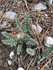Pedicularis semibarbata charlestonensis