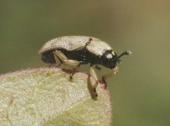 Stenopodius flavidus