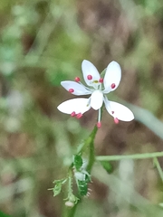 Micranthes clusii lepismigena