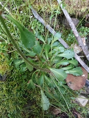 Micranthes clusii lepismigena