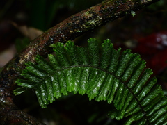 Trichomanes cristatum