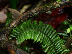 Trichomanes cristatum
